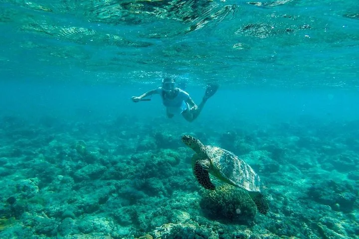 Persona haciendo snorkel en aguas cristalinas observando una gran tortuga marina cerca del fondo del océano.