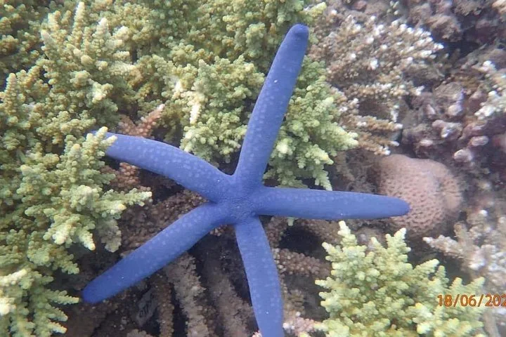 Blauer Seestern auf einer Koralle in einer lebendigen Unterwasser-Riffumgebung.