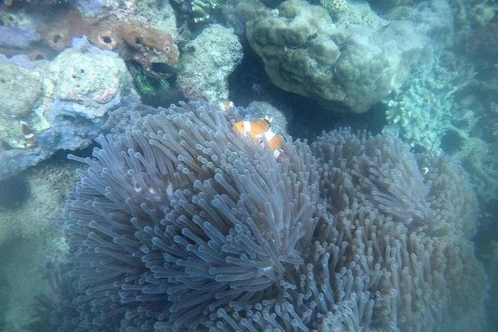 Clownfisch, der sich zwischen den Tentakeln einer Seeanemone in einem Korallenriff versteckt.