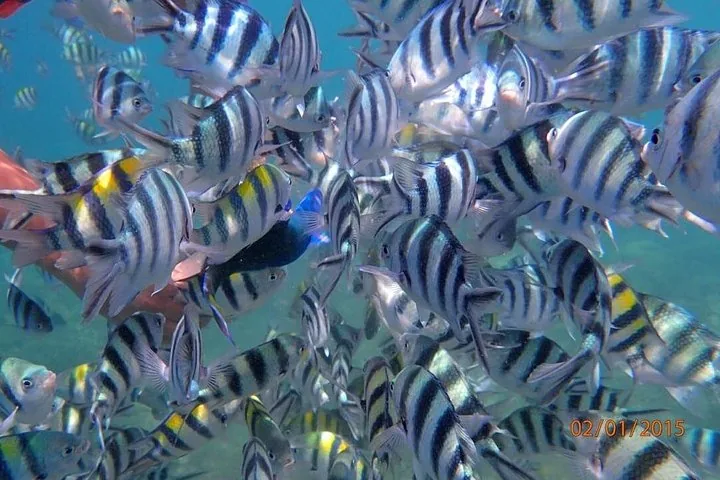 Großer Schwarm gestreifter Fische, die in klarem Wasser dicht beieinander schwimmen.